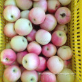chinese red gala apples royal gala  fresh gala